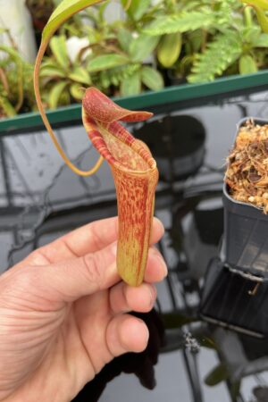 Close Up of Nepenthes lowii x zakriana #2 | Exotica Plants | 20718