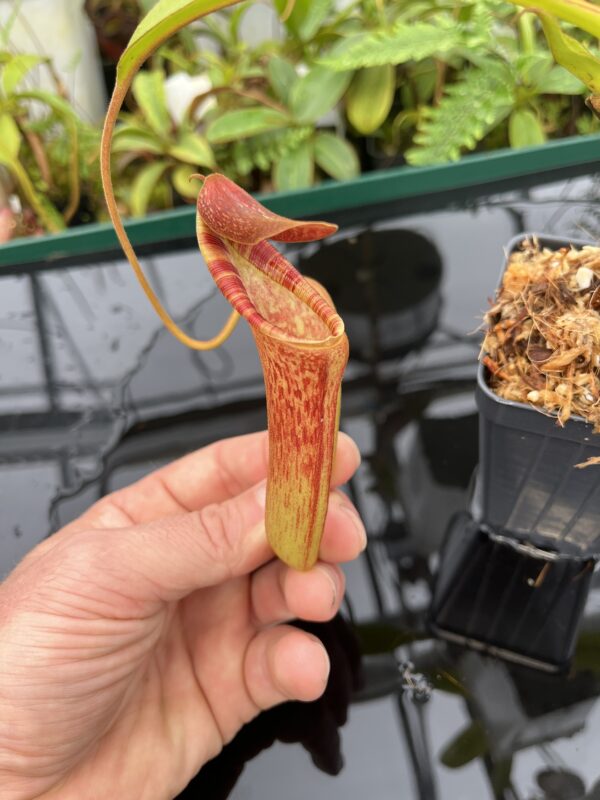 Close Up of Nepenthes lowii x zakriana #2 | Exotica Plants | 20718