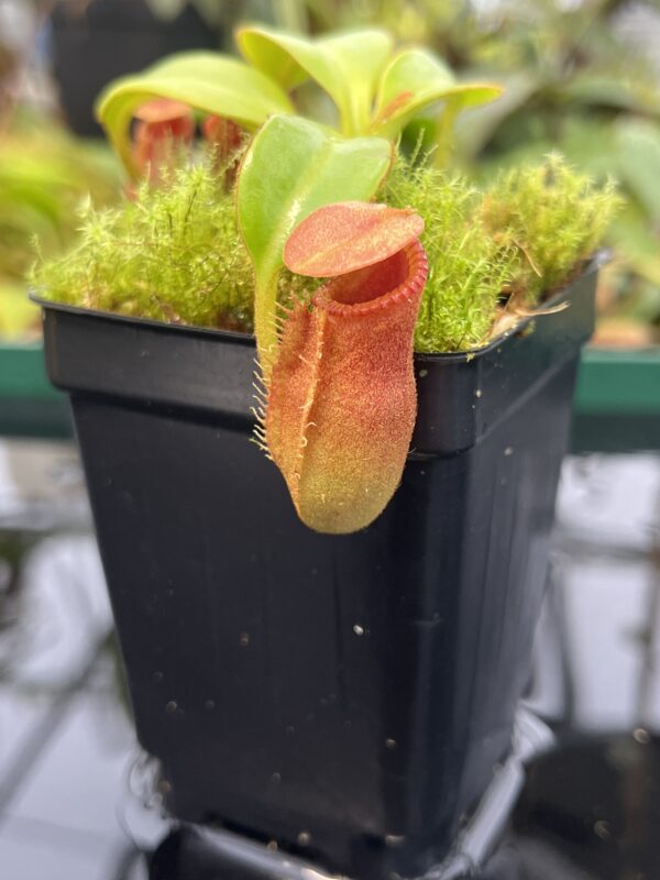 Close Up of Nepenthes macrophylla (Gunung Trusmadi, Borneo) | Clone: ed1 | Andreas Wistuba | AW-N_macro.8 | 20565