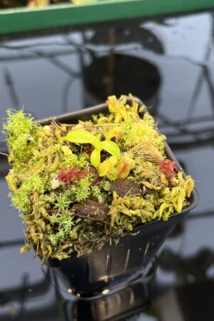 Close Up of Nepenthes macrophylla {clone 30, Gunung Trusmadi, 2550m} | Best Carnivorous Plants | BCP-30 | 20443