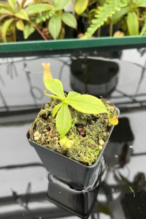 Close Up of Nepenthes madagascariensis | Malesiana Tropicals | MT-94 | 20609