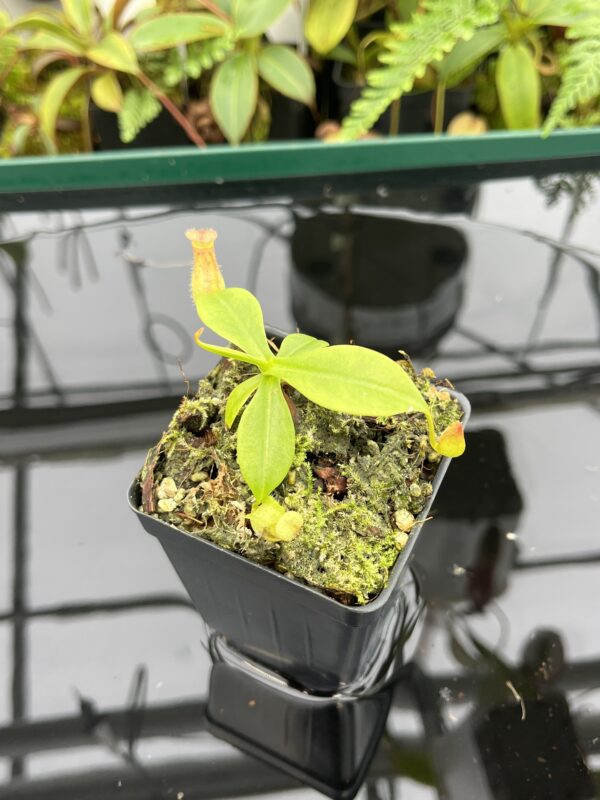 Close Up of Nepenthes madagascariensis | Malesiana Tropicals | MT-94 | 20609