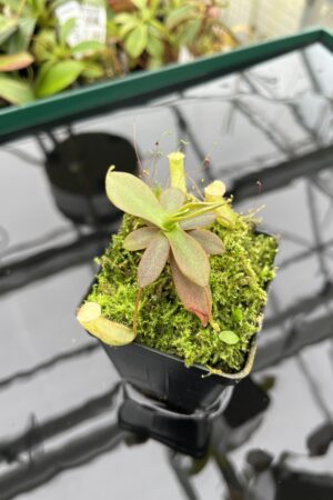 Close Up of Nepenthes mapuluensis | Jeremiah Harris | JH-143.01 | 20372