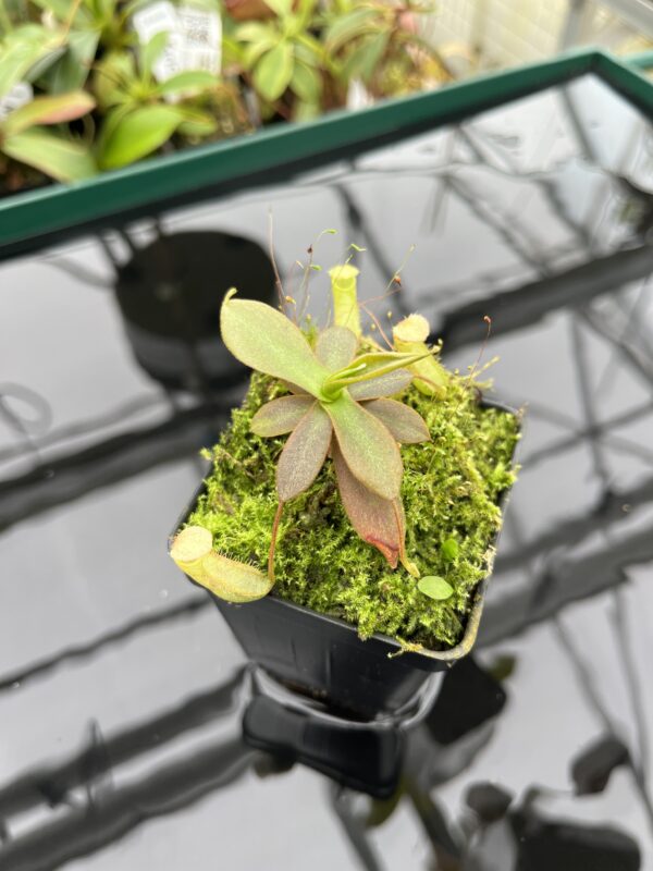 Close Up of Nepenthes mapuluensis | Jeremiah Harris | JH-143.01 | 20372