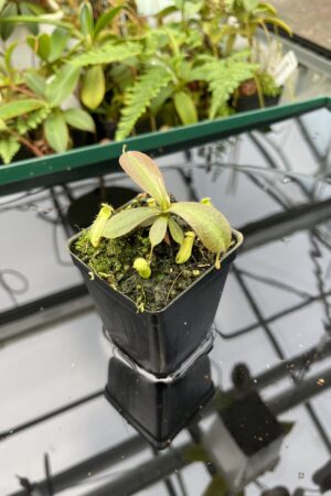 Close Up of Nepenthes mapuluensis | Jeremiah Harris | JH-143.04 | 20612