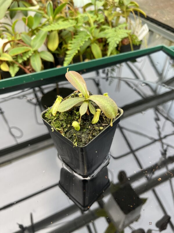 Close Up of Nepenthes mapuluensis | Jeremiah Harris | JH-143.04 | 20612