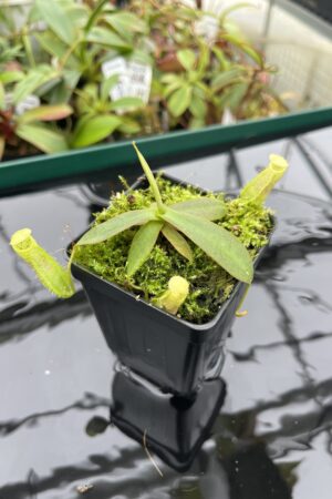 Close Up of Nepenthes mapuluensis | Jeremiah Harris | JH-143.05 | 20387