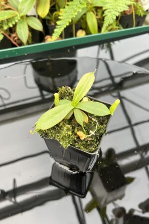Close Up of Nepenthes mapuluensis | Jeremiah Harris | JH-143.05 | 20611