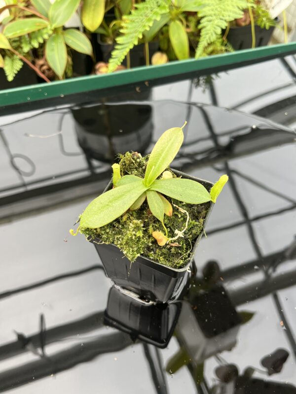 Close Up of Nepenthes mapuluensis | Jeremiah Harris | JH-143.05 | 20611