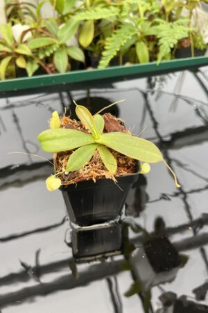 Close Up of Nepenthes mapuluensis | Jeremiah Harris | JH-143.05 | 20613