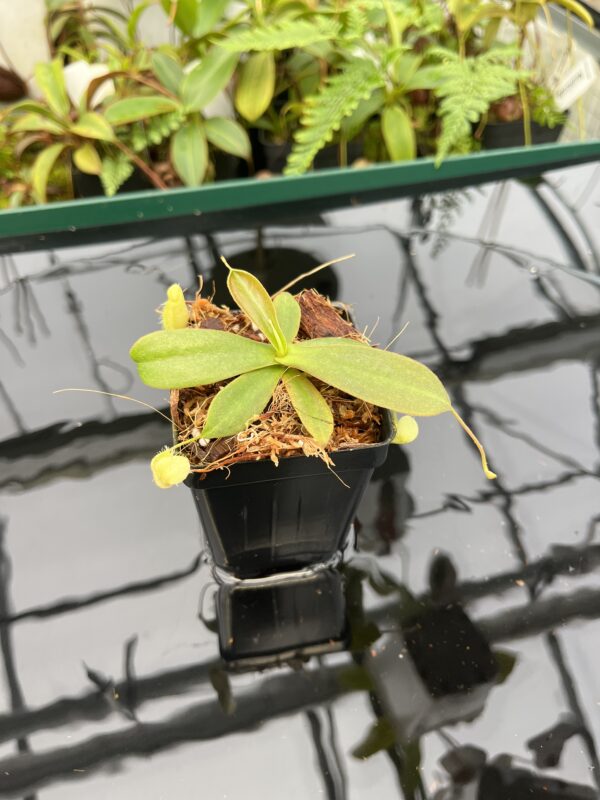 Close Up of Nepenthes mapuluensis | Jeremiah Harris | JH-143.05 | 20613
