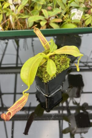 Close Up of Nepenthes maxima | Borneo Exotics | BE-3067 | 20490