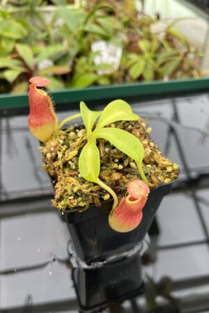 Close Up of Nepenthes maxima x (lowii x macrophylla) | Borneo Exotics | BE-3709 | 20359