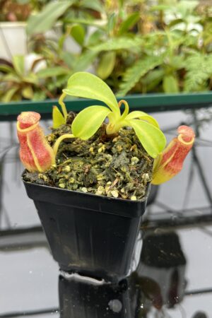 Close Up of Nepenthes maxima x (lowii x macrophylla) | Borneo Exotics | BE-3709 | 20646