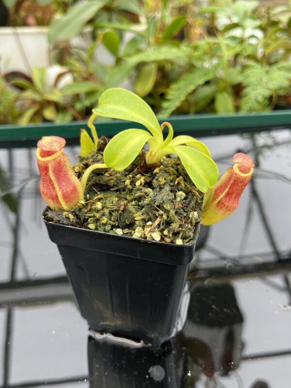 Close Up of Nepenthes maxima x (lowii x macrophylla) | Borneo Exotics | BE-3709 | 20646