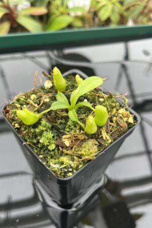 Close Up of Nepenthes maxima x villosa | JH | Clone 1 | Florae Collaborative | FC-375.01 | 20394