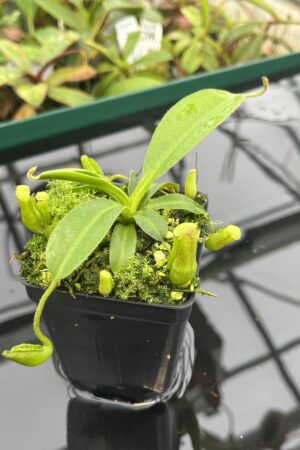Close Up of Nepenthes maxima x villosa | JH | Clone 1 | Florae Collaborative | FC-375.01 | 20537