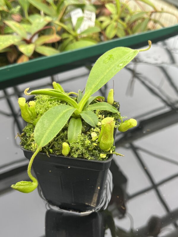 Close Up of Nepenthes maxima x villosa | JH | Clone 1 | Florae Collaborative | FC-375.01 | 20537
