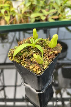 Close Up of Nepenthes maxima x villosa | JH | Florae | Clone 3 | Florae Collaborative | FC-375.03 | 20484