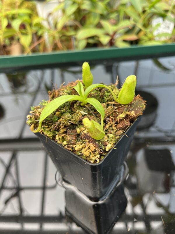 Close Up of Nepenthes maxima x villosa | JH | Florae | Clone 3 | Florae Collaborative | FC-375.03 | 20484