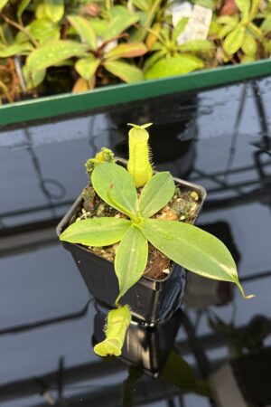 Close Up of Nepenthes merrilliana | Borneo Exotics | BE-3727 | 20430