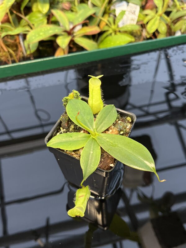 Close Up of Nepenthes merrilliana | Borneo Exotics | BE-3727 | 20430