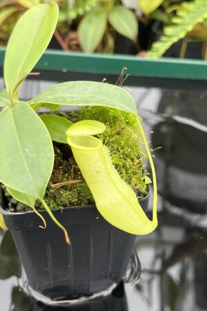Close Up of Nepenthes merrilliana x campanulata | Borneo Exotics | BE-3473 | 20604