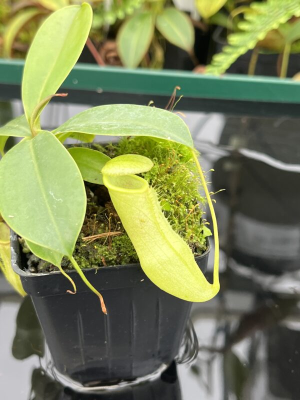Close Up of Nepenthes merrilliana x campanulata | Borneo Exotics | BE-3473 | 20604