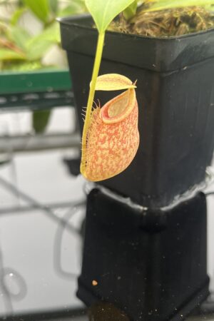 Close Up of Nepenthes merrilliana x glabrata | Borneo Exotics | BE-3911 | 20626