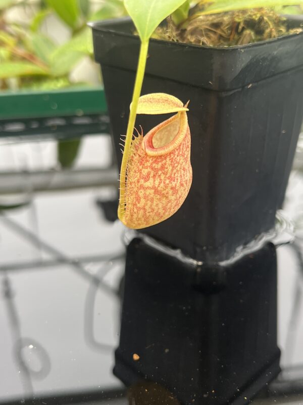 Close Up of Nepenthes merrilliana x glabrata | Borneo Exotics | BE-3911 | 20626
