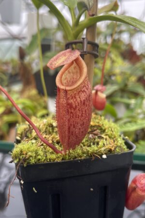 Close Up of Nepenthes mira | Borneo Exotics | BE-3979 | 20655