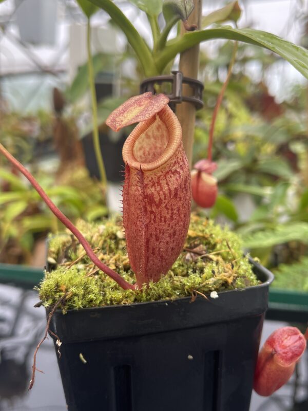 Close Up of Nepenthes mira | Borneo Exotics | BE-3979 | 20655