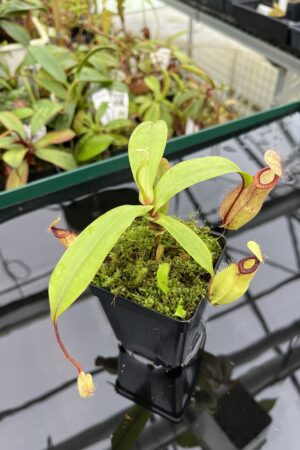Close Up of Nepenthes mirabilis var. globosa x hamata | Borneo Exotics | BE-3685 | 20357