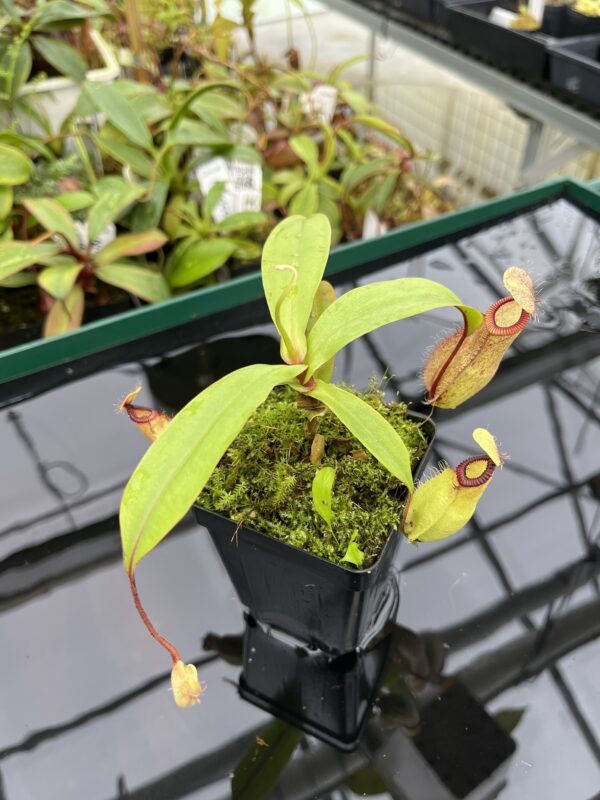Close Up of Nepenthes mirabilis var. globosa x hamata | Borneo Exotics | BE-3685 | 20357