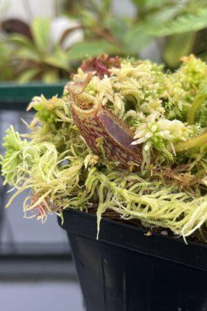 Close Up of Nepenthes mollis (N. hurrelliana) (Borneo) | Clone: 02 | Andreas Wistuba | AW-2 | 20688