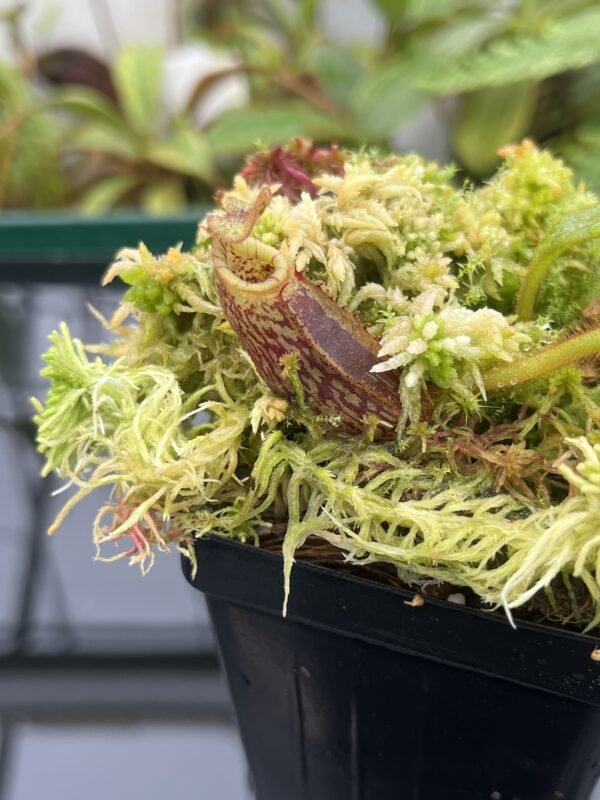 Close Up of Nepenthes mollis (N. hurrelliana) (Borneo) | Clone: 02 | Andreas Wistuba | AW-2 | 20688