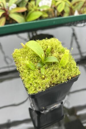 Close Up of Nepenthes mollis (tricolor) x mollis (Jeff Shafer) | FB | Florae | Florae Collaborative | FC-343.01 | 20408