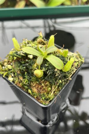 Close Up of Nepenthes mollis (tricolor) x veitchii ‘Candy Dreams’ | Francis Bauzon | Clone 3 | Florae Collaborative | FC-342.03 | 20396