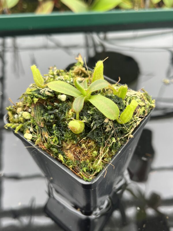 Close Up of Nepenthes mollis (tricolor) x veitchii ‘Candy Dreams’ | Francis Bauzon | Clone 3 | Florae Collaborative | FC-342.03 | 20396