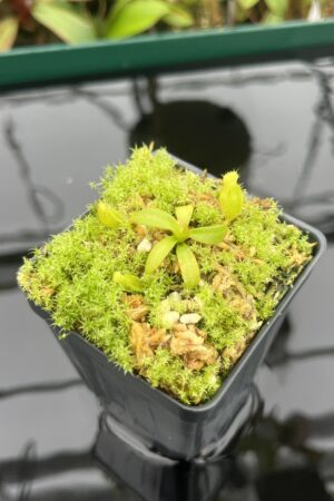 Close Up of Nepenthes mollis x diabolica #1 | MKS | Florae | Assorted Clones | Florae Collaborative | FC-440 | 20402