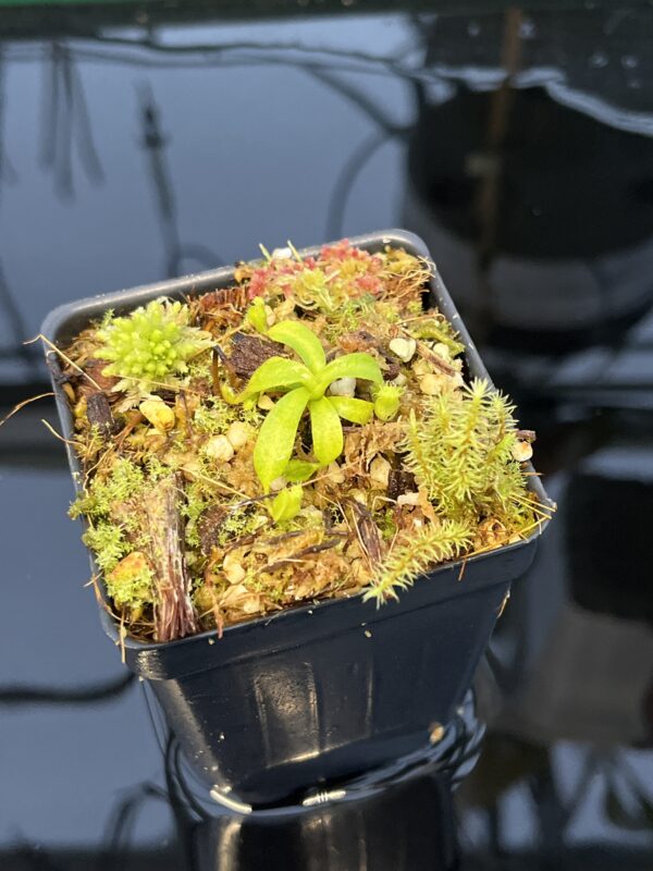 Close Up of Nepenthes mollis x diabolica #1. | MKS | Florae | Clone 1 | Florae Collaborative | FC-440.01 | 20441