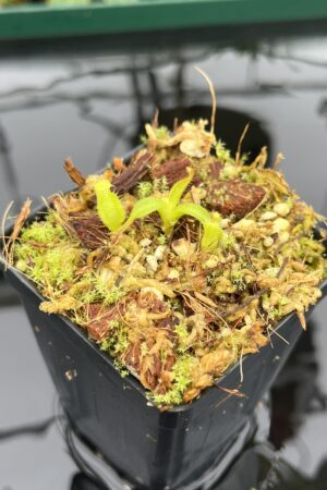 Close Up of Nepenthes mollis x diabolica #1. | MKS | Florae | Clone 1 | Florae Collaborative | FC-440.01 | 20715