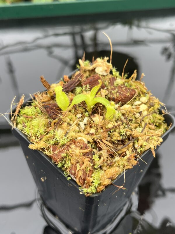 Close Up of Nepenthes mollis x diabolica #1. | MKS | Florae | Clone 1 | Florae Collaborative | FC-440.01 | 20715