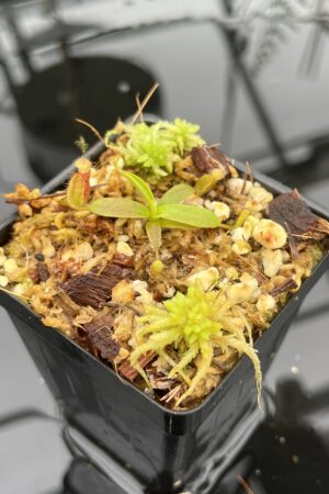 Close Up of Nepenthes mollis x diabolica #2 | Florae Collaborative | FC-441 | 20698