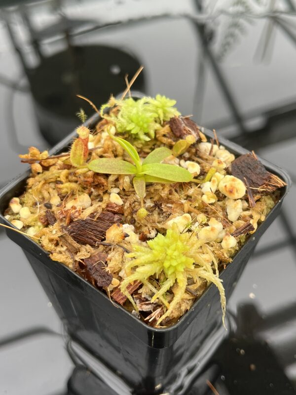 Close Up of Nepenthes mollis x diabolica #2 | Florae Collaborative | FC-441 | 20698