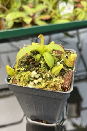 Close Up of Nepenthes mollis x eymae | MKS | Florae | Assorted Clones | Florae Collaborative | FC-446 | 20483