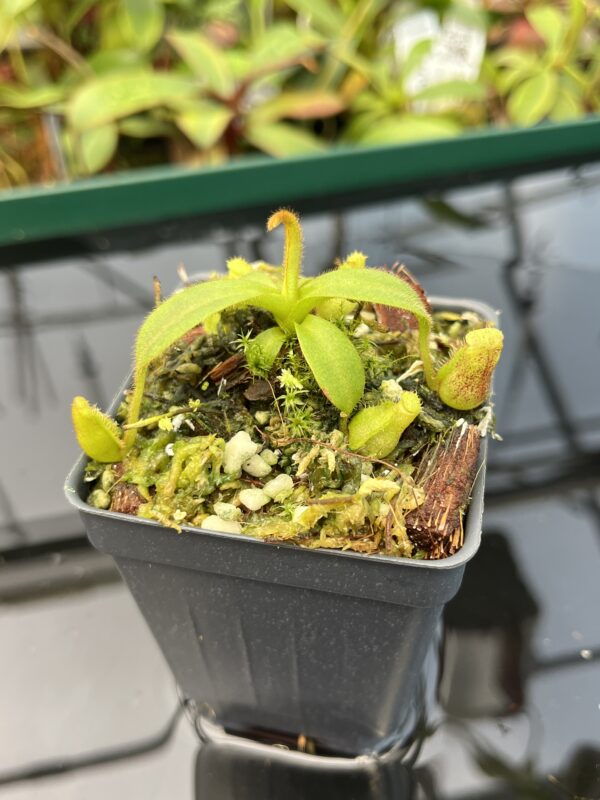 Close Up of Nepenthes mollis x eymae | MKS | Florae | Assorted Clones | Florae Collaborative | FC-446 | 20483