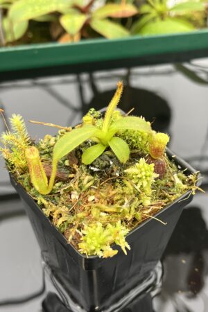 Close Up of Nepenthes mollis x eymae | MKS | Florae | Assorted Clones | Florae Collaborative | FC-446 | 20534
