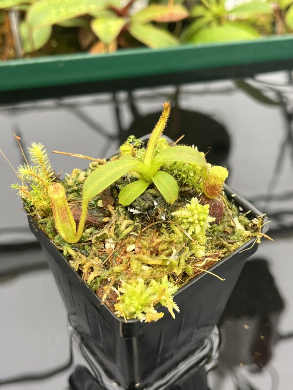 Close Up of Nepenthes mollis x eymae | MKS | Florae | Assorted Clones | Florae Collaborative | FC-446 | 20534