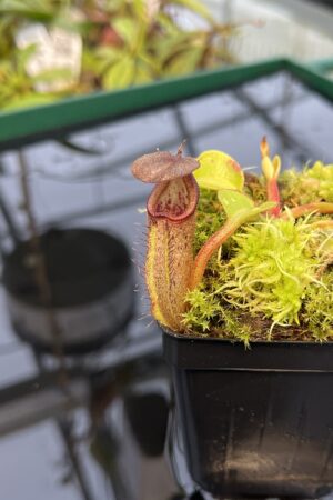 Close Up of Nepenthes nebularum (Mt. Mayo) | Clone 2 | Andreas Wistuba | AW-02 | 20437